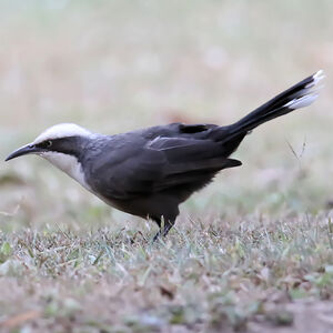 Pomatostome à calotte grise