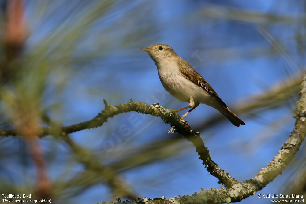 Pouillot de Blythadulte, identification