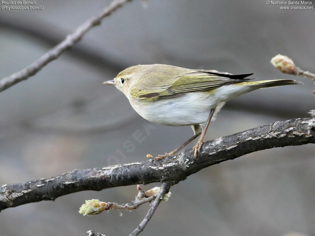 Pouillot de Bonelliadulte, identification, habitat, Comportement