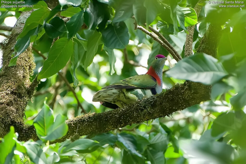 Superb Fruit Doveadult, habitat