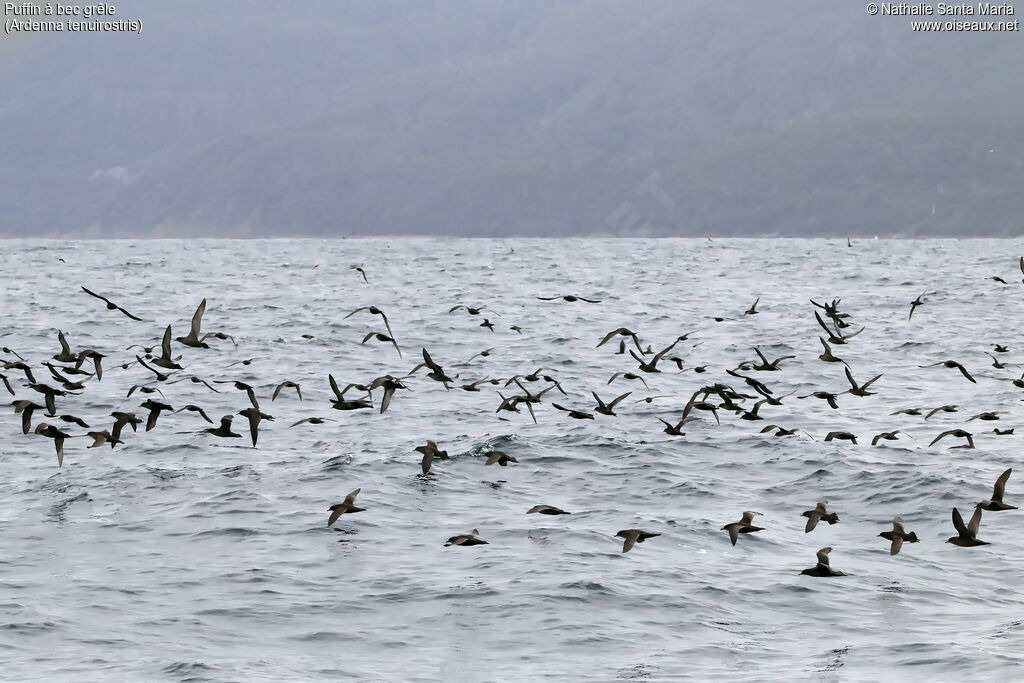 Puffin à bec grêle, habitat, Vol