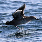 Puffin des Baléares