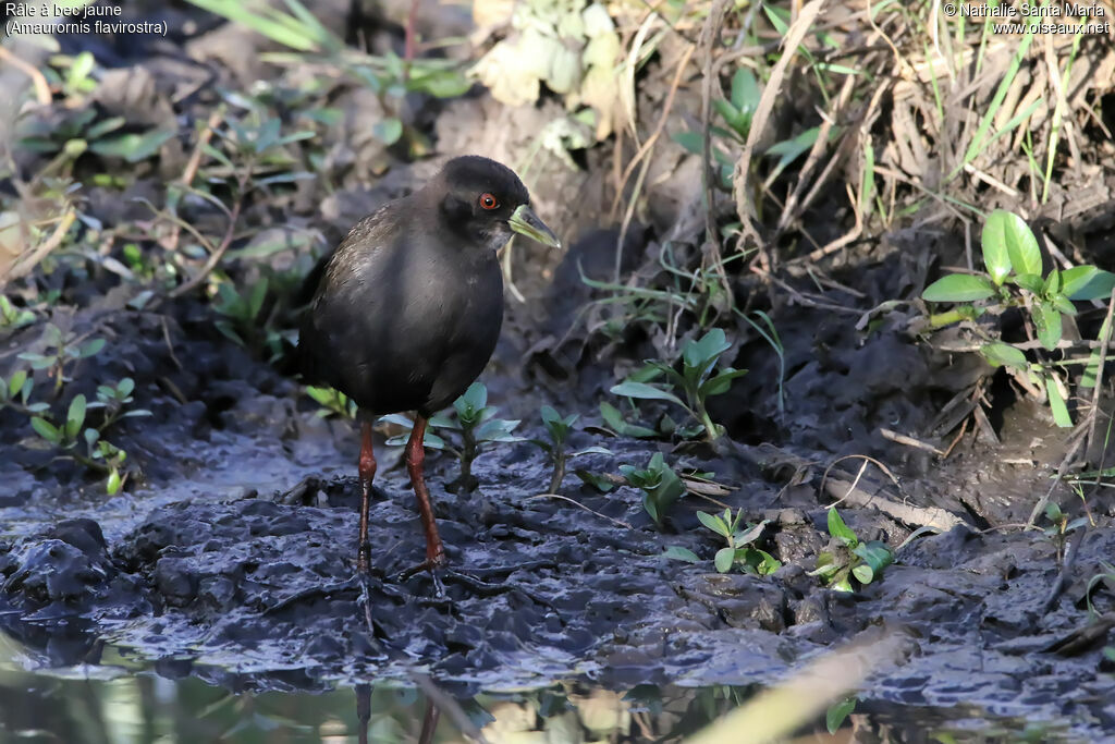 Black Crakeimmature, identification, habitat