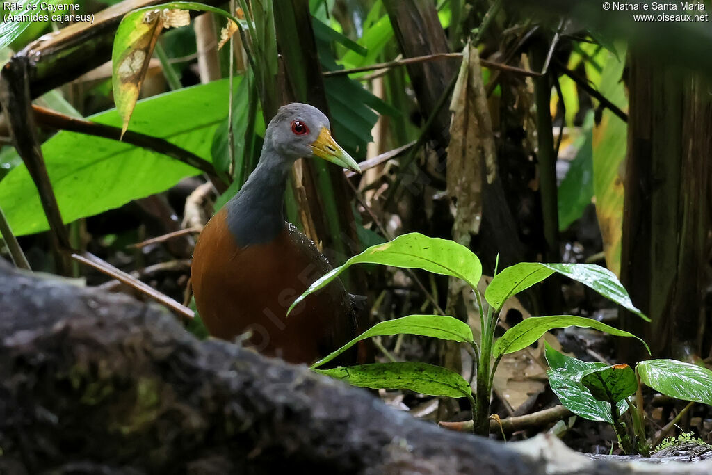 Râle de Cayenneadulte, habitat