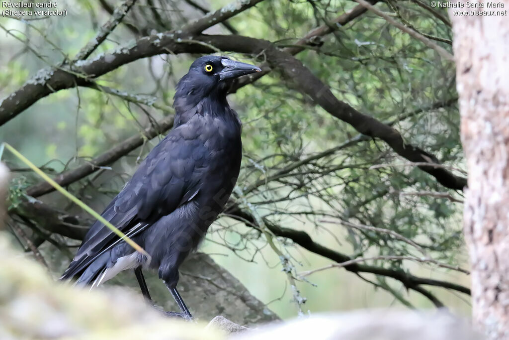 Grey Currawongadult, identification, walking