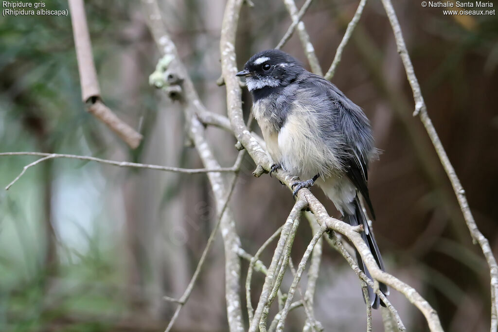 Rhipidure grisadulte, identification