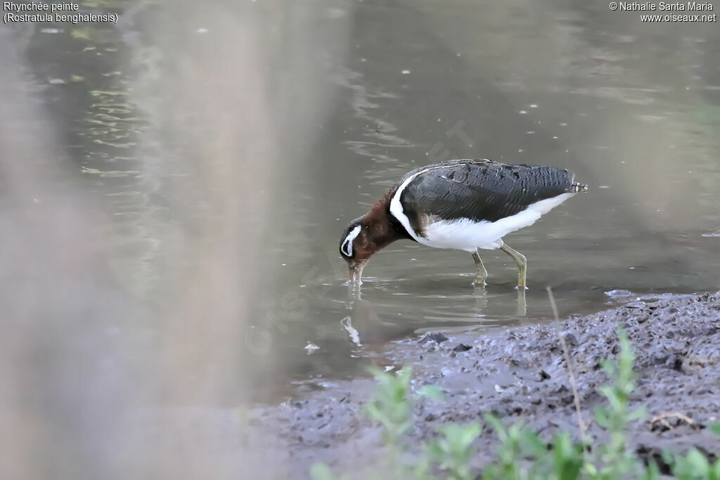 Greater Painted-snipe female adult, identification, habitat, fishing/hunting