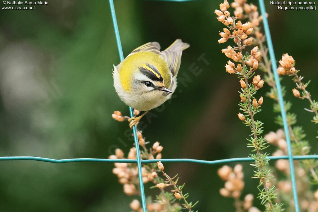 Common Firecrest female adult, identification
