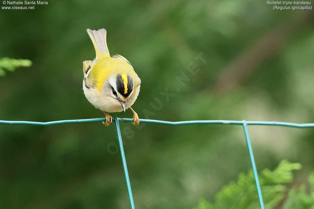 Common Firecrest female adult, identification