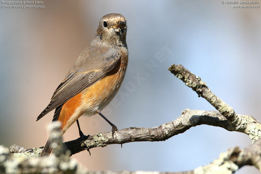 Common Redstart female adult, identification, Behaviour