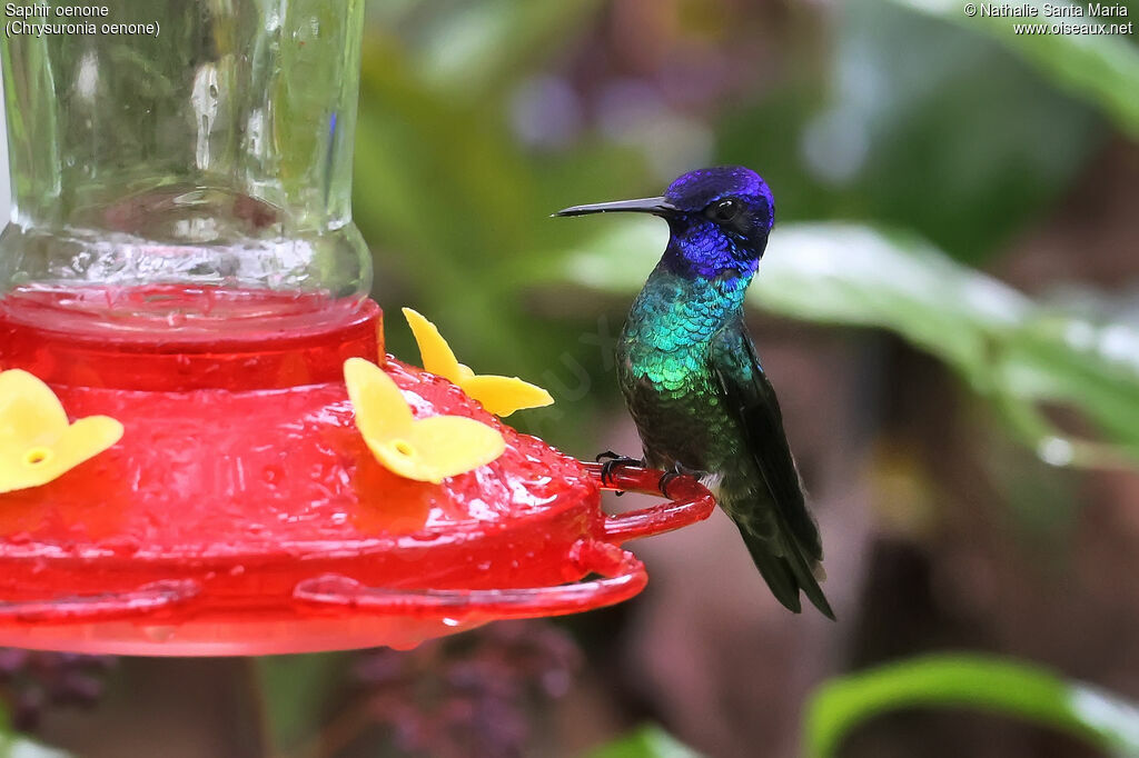 Saphir oenone mâle adulte, identification, pigmentation, régime