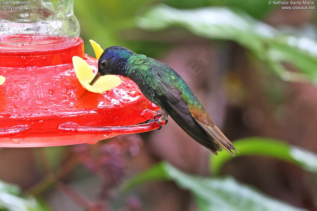 Saphir oenone, identification, pigmentation, régime