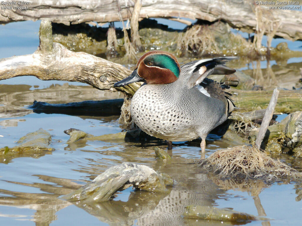 Eurasian Teal male adult breeding, identification, pigmentation
