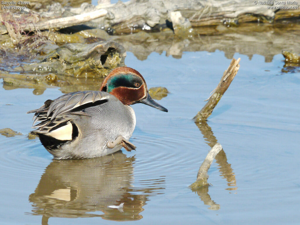 Eurasian Teal male adult breeding, identification, pigmentation