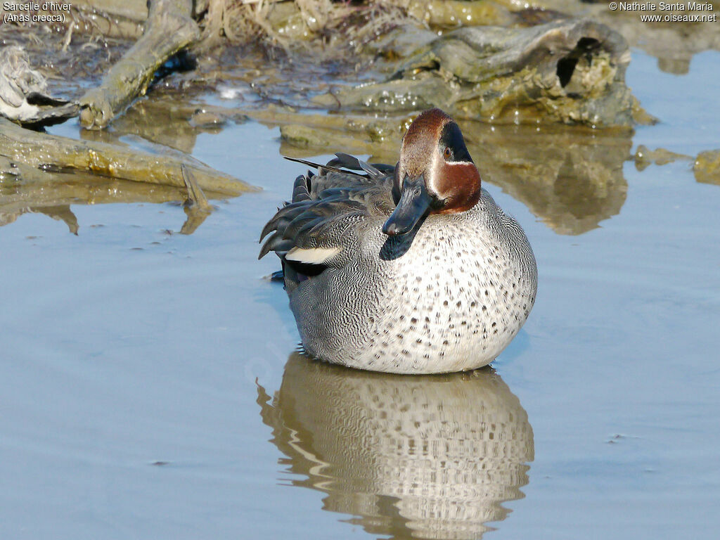 Eurasian Teal male adult breeding, identification, pigmentation