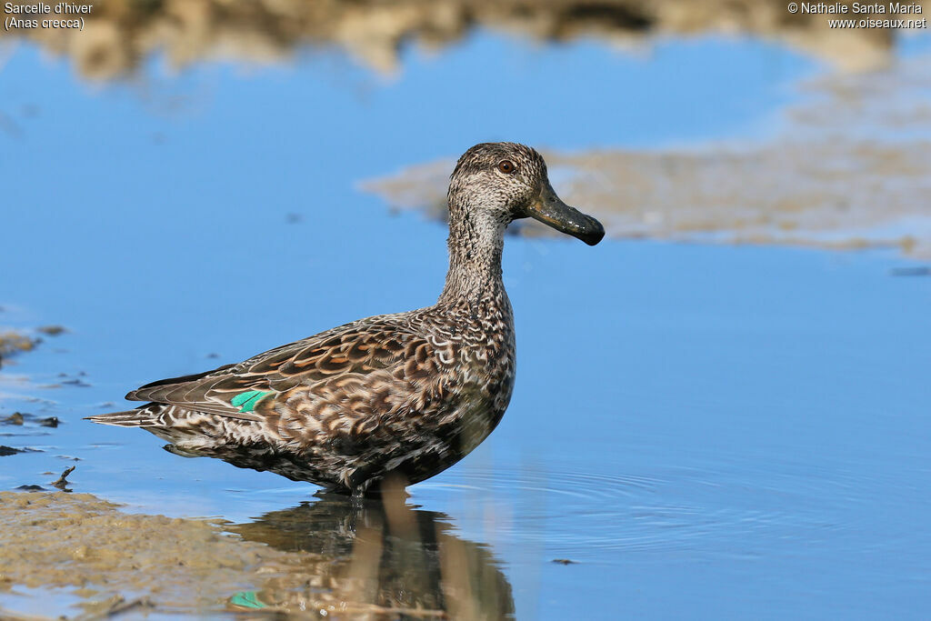 Eurasian Teal female adult transition, identification, pigmentation, clues