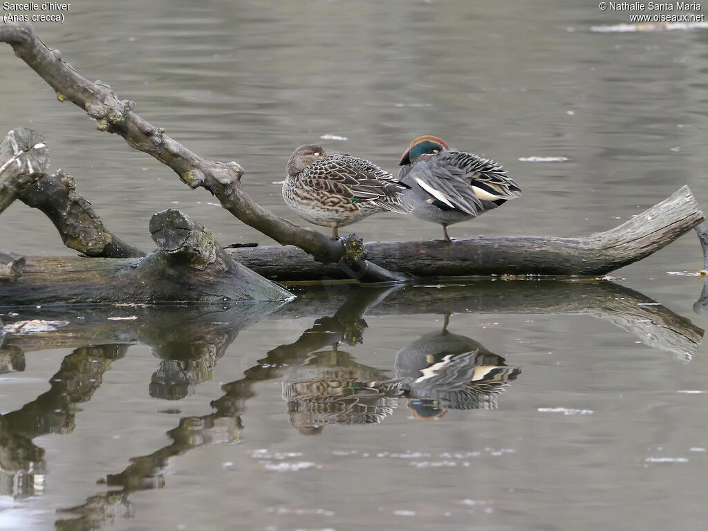 Eurasian Tealadult breeding, habitat, Behaviour