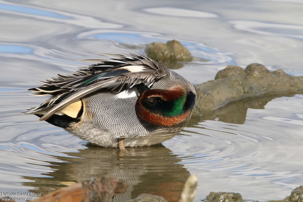 Eurasian Teal male adult breeding, habitat, care, pigmentation