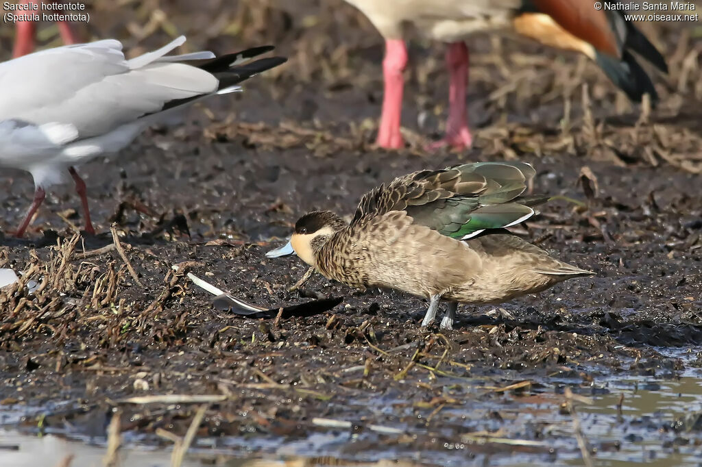 Sarcelle hottentoteadulte, identification, habitat