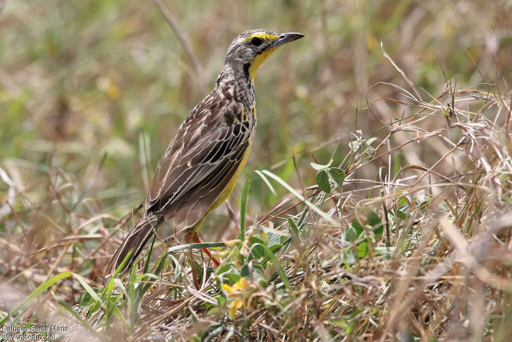 Yellow-throated Longclaw male adult, identification