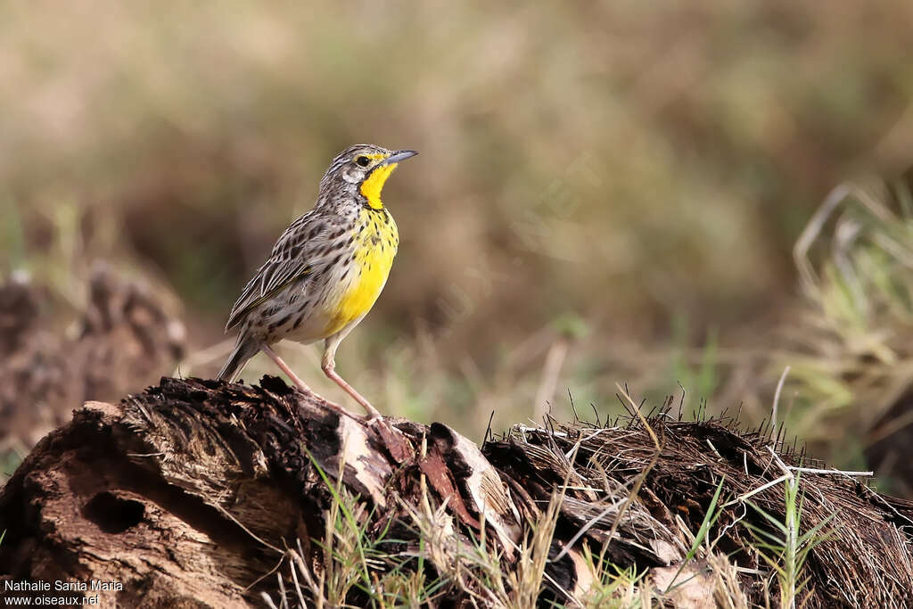 Pangani Longclaw male adult, identification