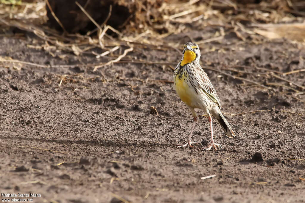 Pangani Longclaw male adult, identification, walking