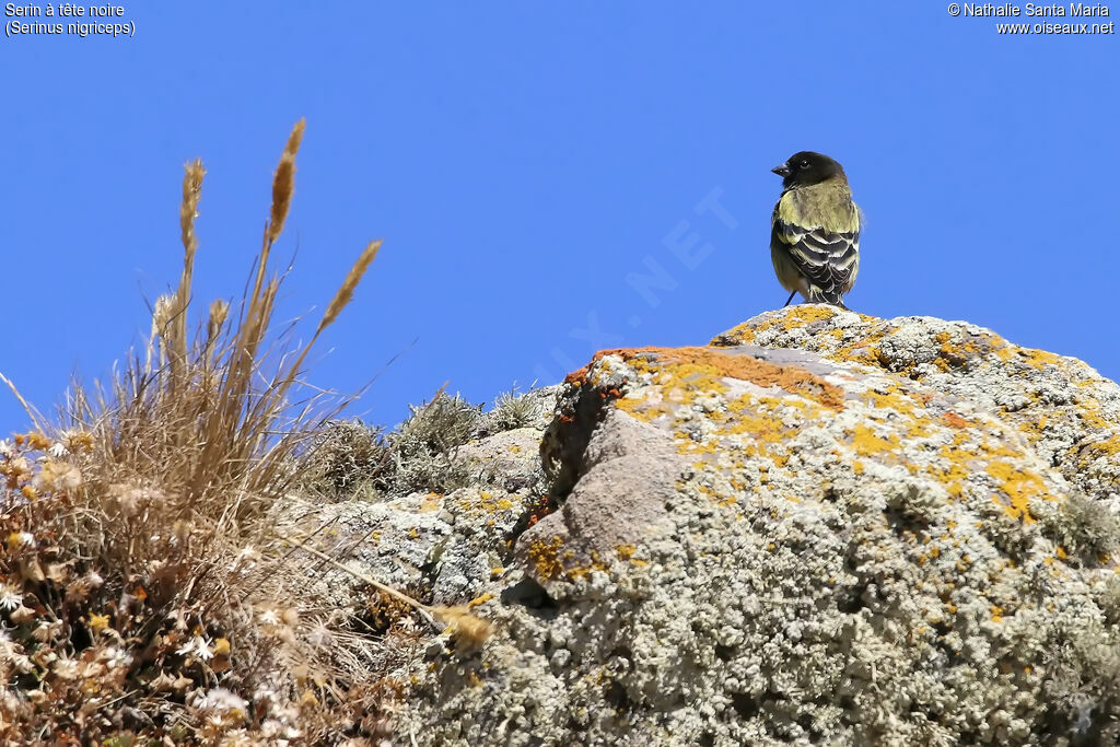 Serin à tête noireadulte, identification, habitat