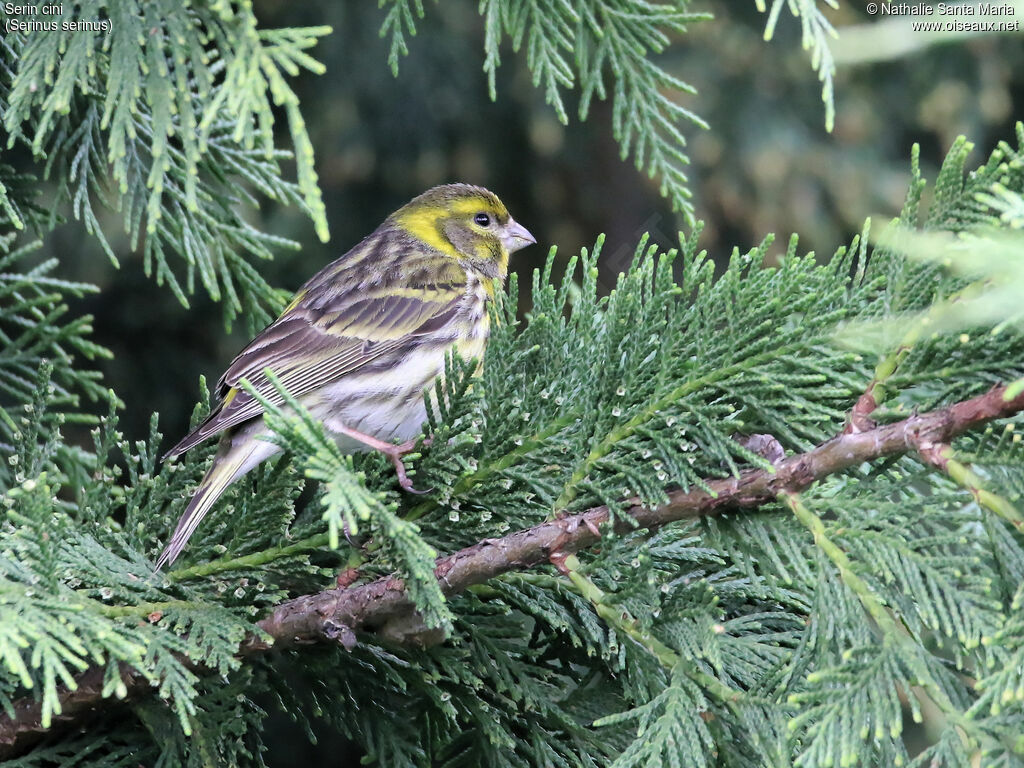 Serin cini mâle adulte, identification, habitat, Comportement