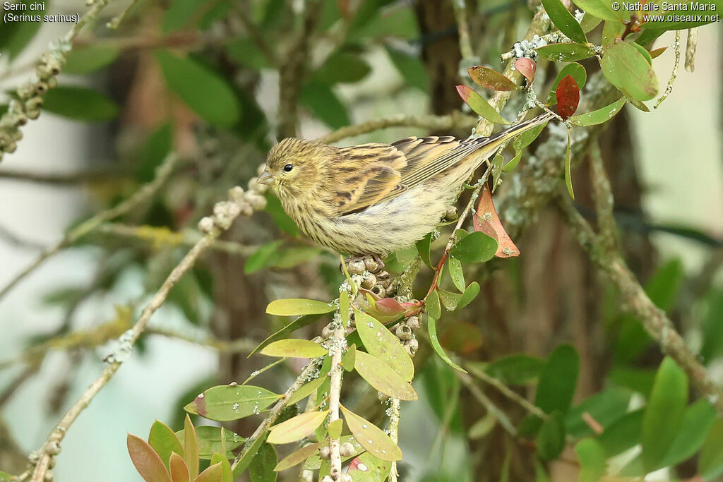 Serin cinijuvénile, identification