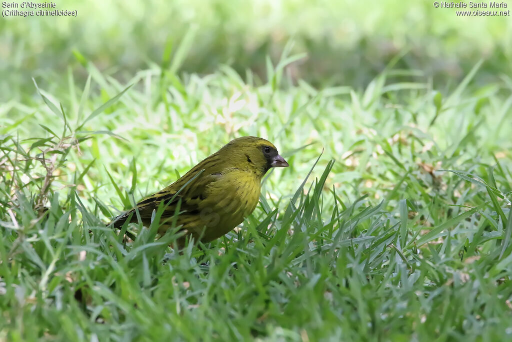 Serin d'Abyssinieadulte, identification, habitat