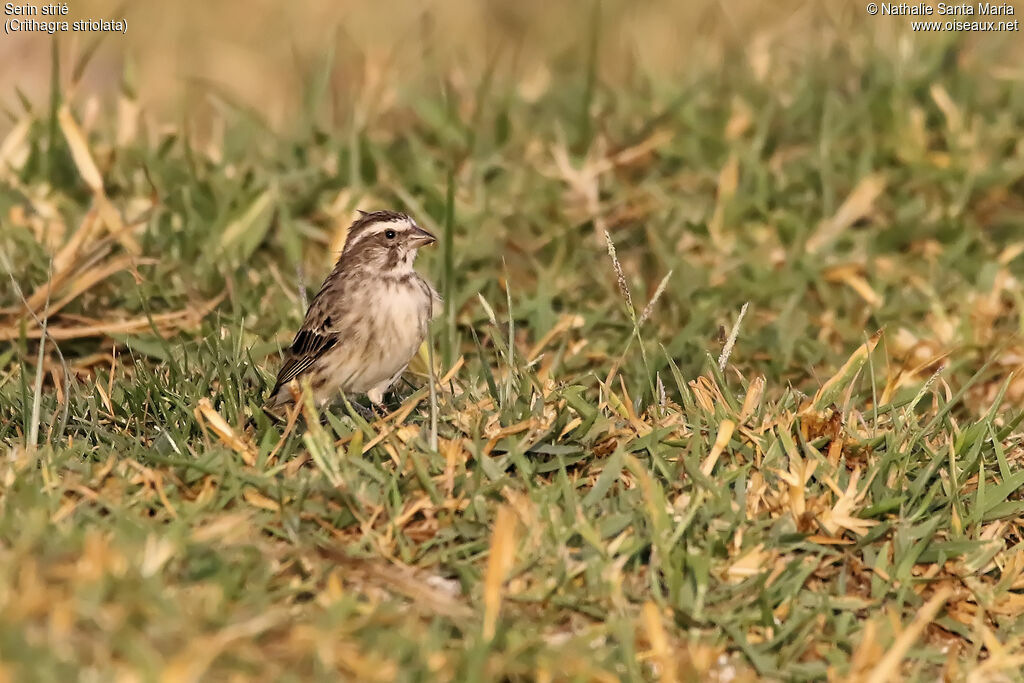Serin strié, identification, habitat