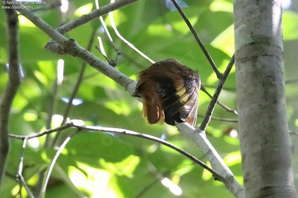 Sittine bruneadulte, habitat