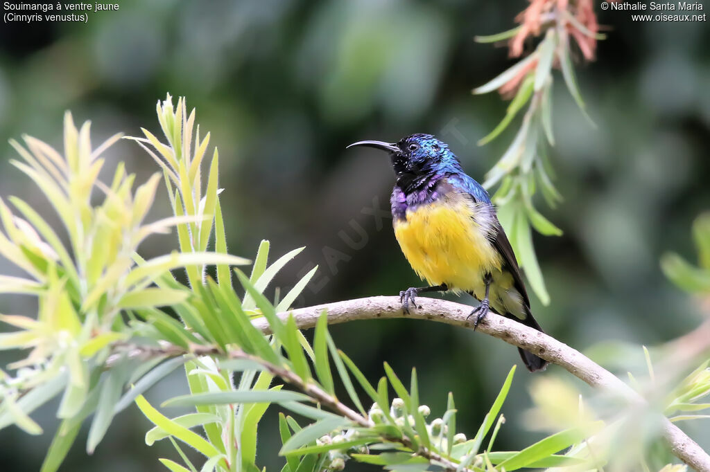 Variable Sunbird male adult, identification, habitat