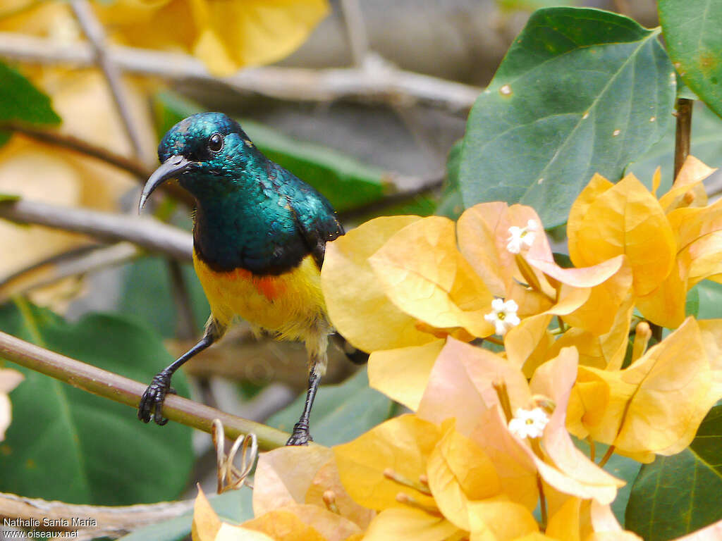 Mayotte Sunbird male adult, identification