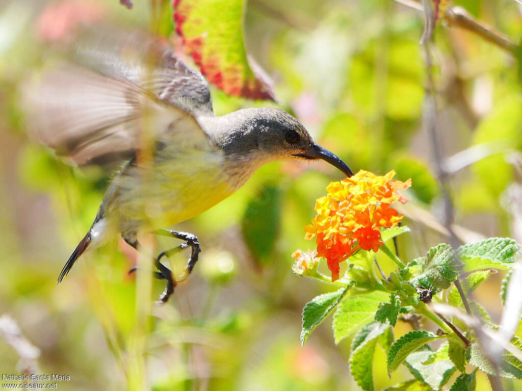 Mayotte Sunbird female adult, identification, eats