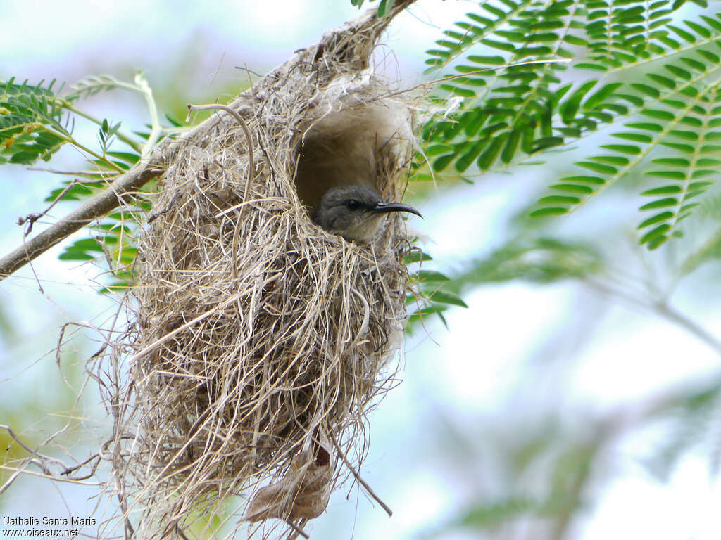 Mayotte Sunbird female adult, habitat, Reproduction-nesting