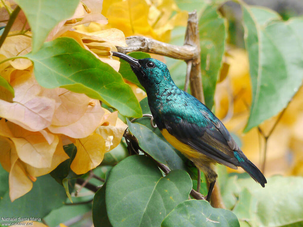 Mayotte Sunbird male adult, identification, feeding habits, eats