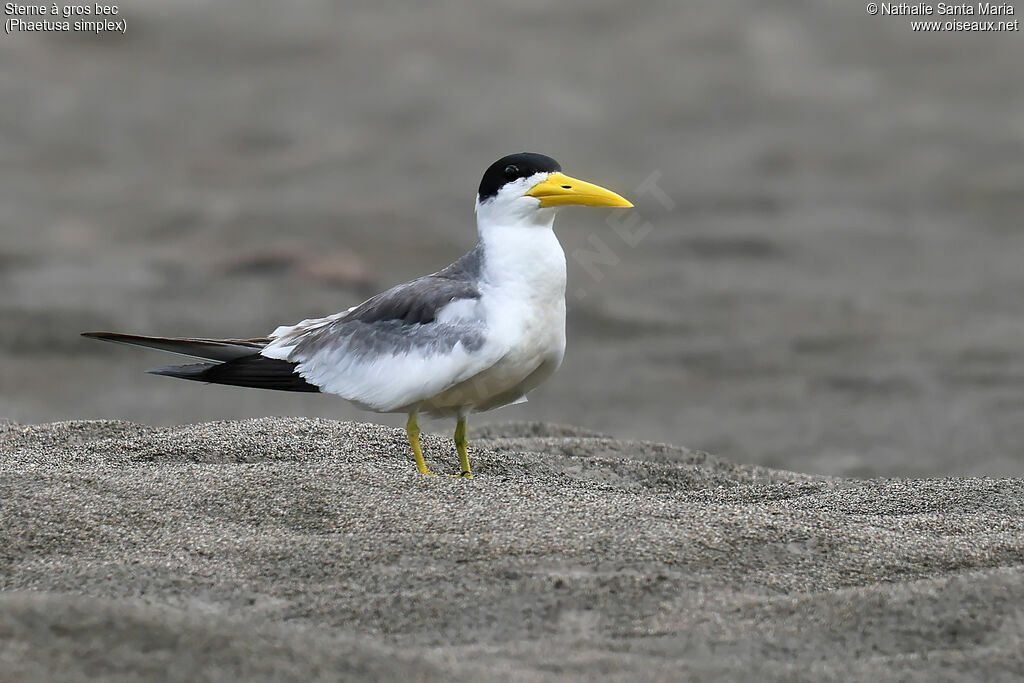 Sterne à gros becadulte nuptial, identification