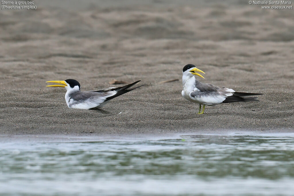 Sterne à gros becadulte nuptial, habitat