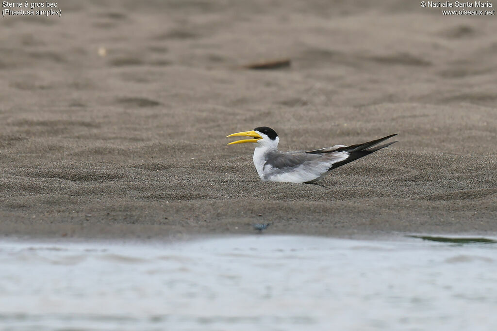 Sterne à gros becadulte nuptial, identification