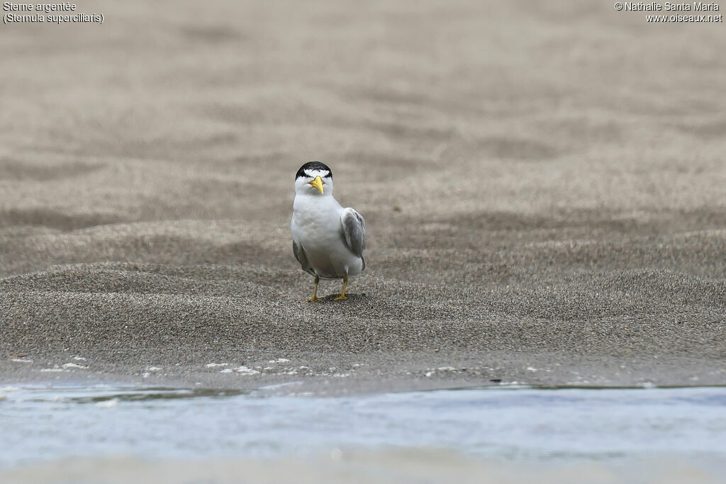 Sterne argentéeadulte, identification