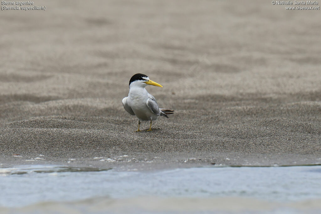Sterne argentéeadulte, identification
