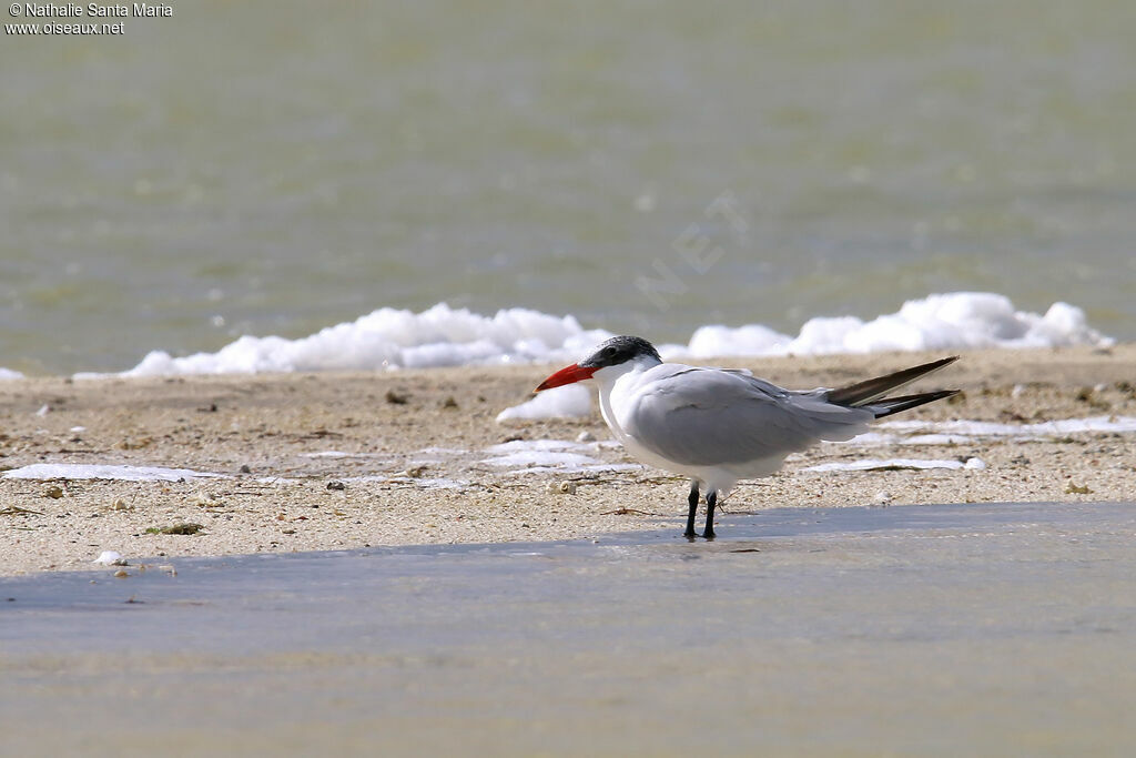 Caspian Ternadult post breeding, identification
