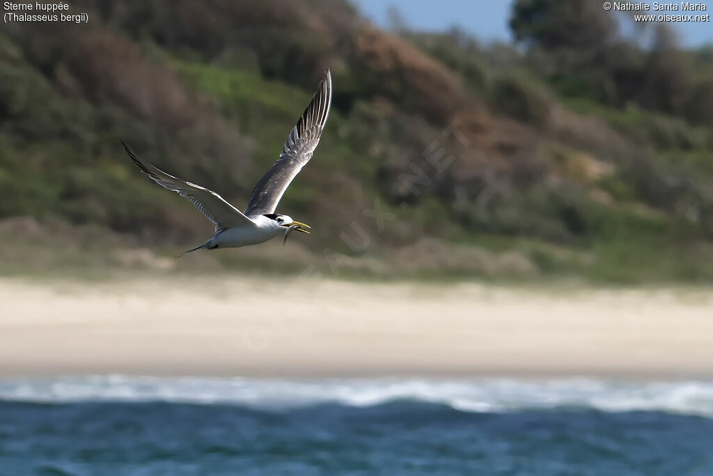 Greater Crested Ternadult transition, Flight, feeding habits