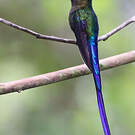 Sylphe à queue violette
