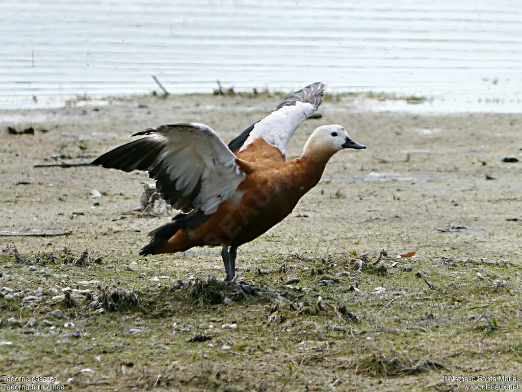 Ruddy Shelduckadult, identification, care, walking