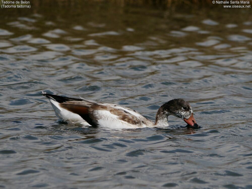 Common Shelduckimmature, identification, swimming