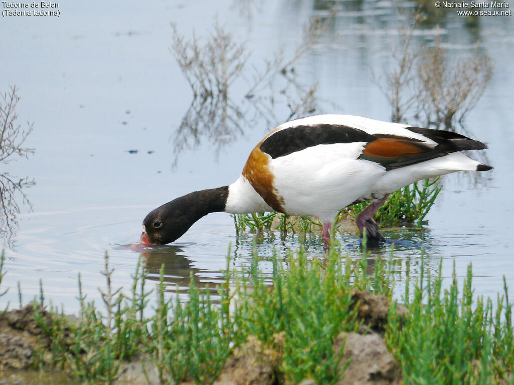 Common Shelduck female adult breeding, identification, walking, fishing/hunting, eats