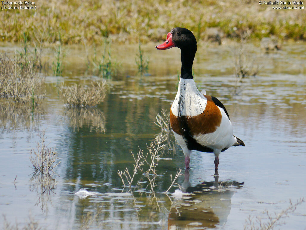 Common Shelduck male adult breeding, identification