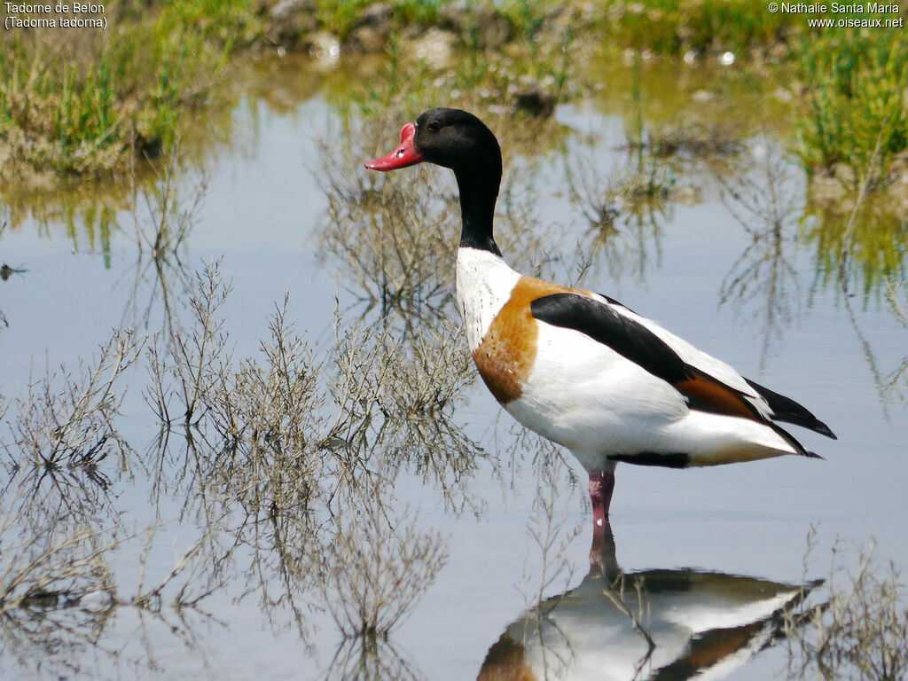 Common Shelduck male adult breeding, identification